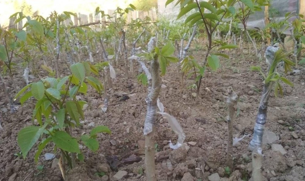 २ करोड २० लाख लागतमा बाँझो जग्गामा ओखर खेती