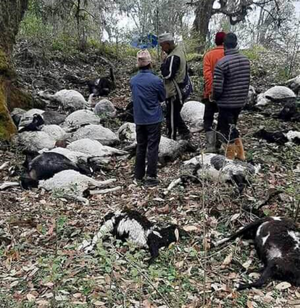 चट्याङले पाँचथरमा ५४ वटा भेडा मरे, सुसारे प्रेम राई सख्त घाइते