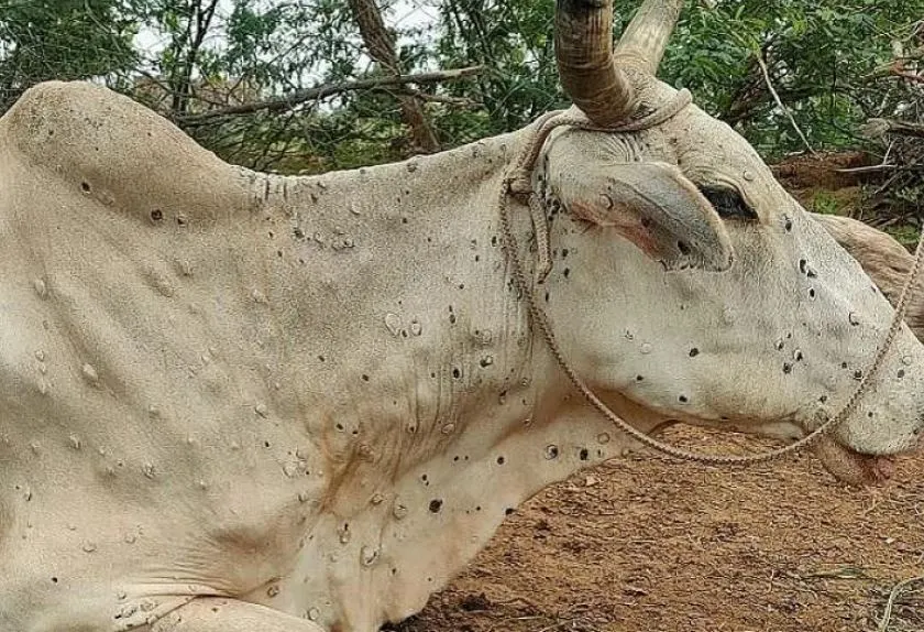 रामेछापका पशुमा फैलियो लम्पी स्किन रोग