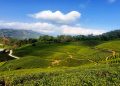 झापाका चिया उद्योग बन्द गर्ने घोषणा