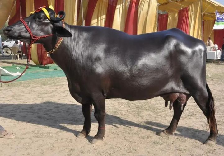भारतले नेपाललाई १५ वटा मुर्रा भैंसी दिने