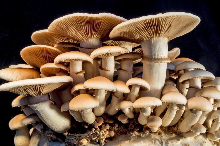 विषालु च्याउ खाँदा एकै परिवारका दुईजना  बिरामी