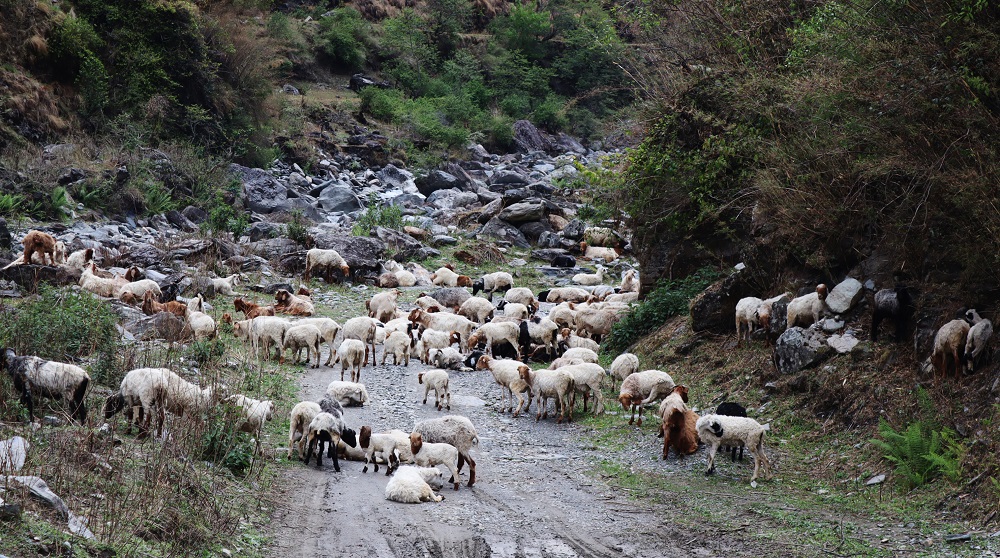 लेकबाट भेँडीगाेठ बेँसी झर्न थाले