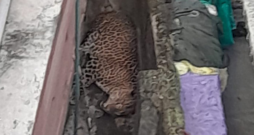 भक्तपुरमा चितुवाको आक्रमणबाट दुईजना घाइते