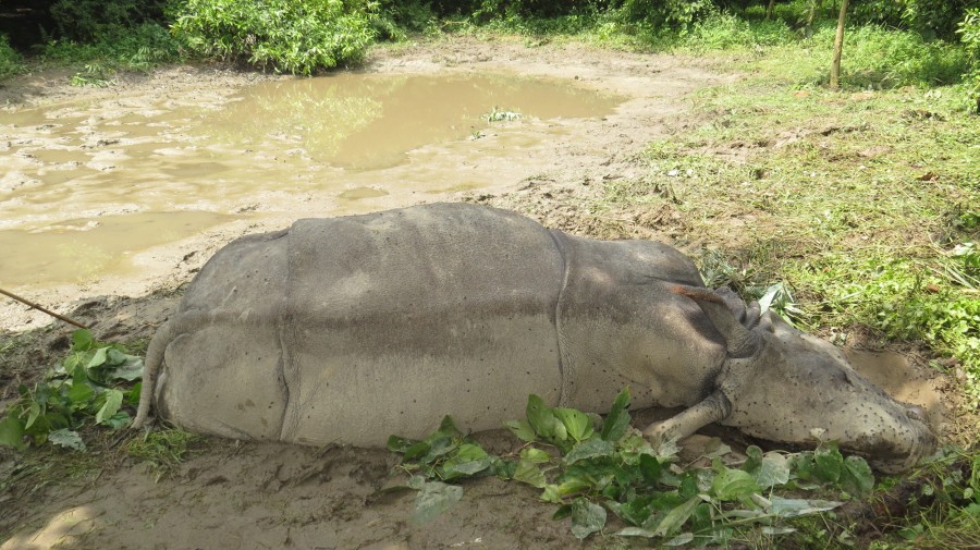 चितवन राष्ट्रिय निकुञ्जमा तस्करबाट दुई गैँडा मारिए
