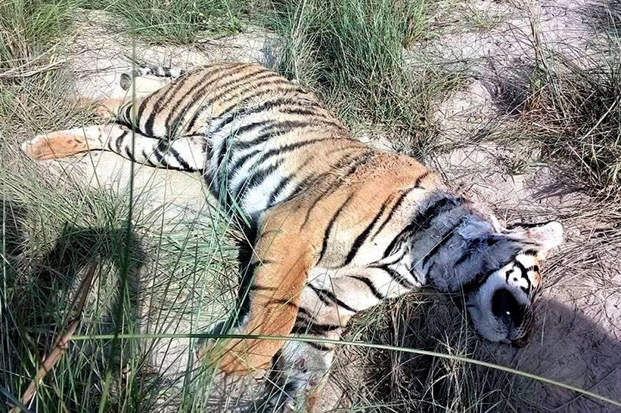चितवनको मेघौलीमा पोथी बाघ मृत फेला