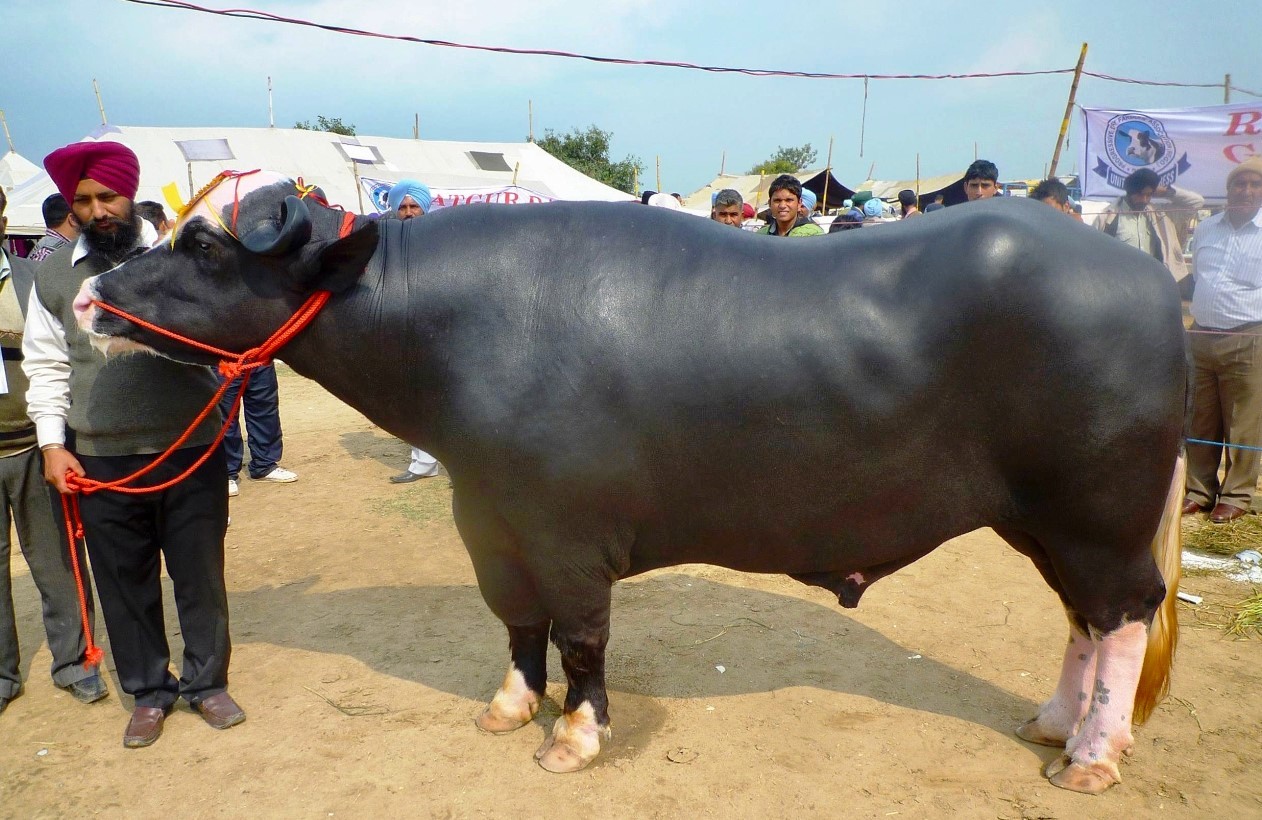 भारतबाट ल्याइएका मुर्रा राँगा कहाँ राखिँदैछ ?
