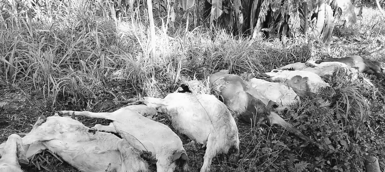 उदयपुरमा अज्ञात रोगबाट १८ माउबाख्रा मरे