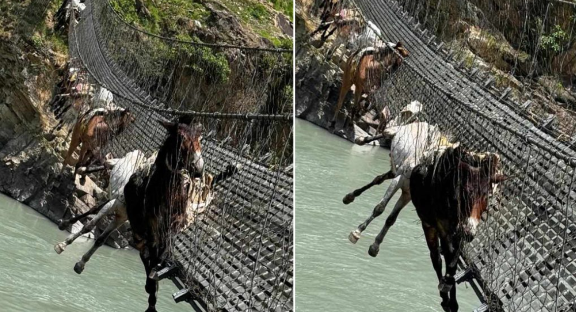 कर्णालीको झोलुंगे पुलको जाली फुत्किँदा फसे १३ खच्चर