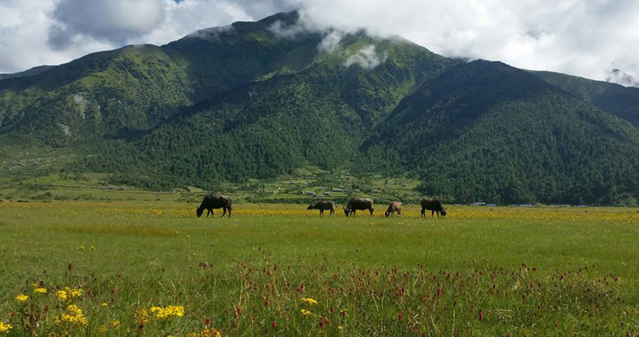 ढोरपाटन सिकार आरक्षको करिब दुई सय हेक्टर जमिन अतिक्रमण