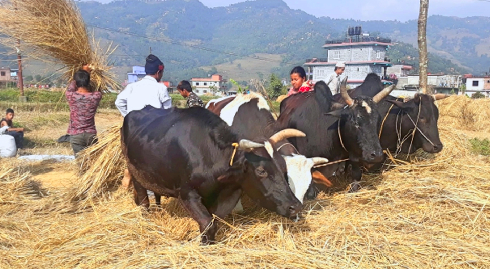 पोखरामा आजदेखि दाइँ महोत्सव