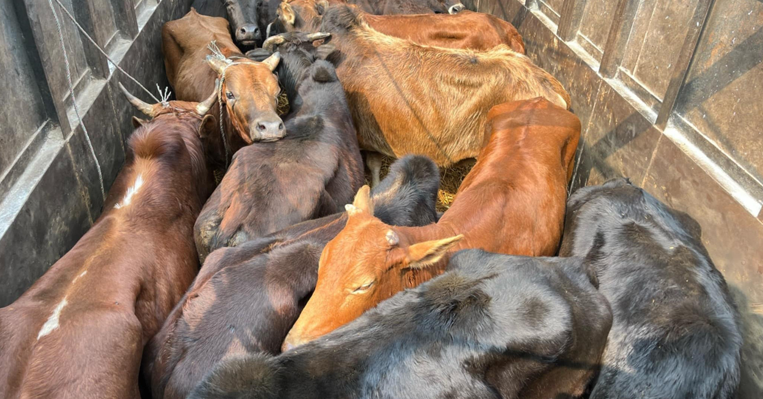 गोरु तस्करी प्रकरण : चौकी इन्चार्जसहित ३ प्रहरीकाे जिम्मेवारी खाेसियाे