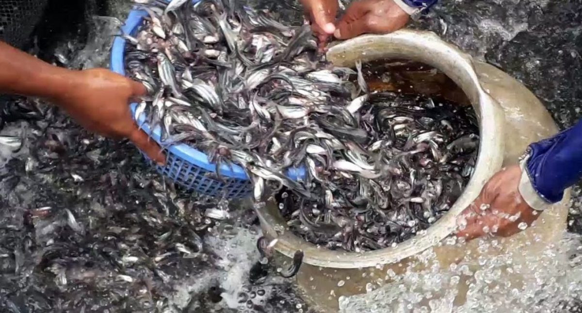 चितवनमा साढे तीन करोडका माछाका भुरा बिक्री