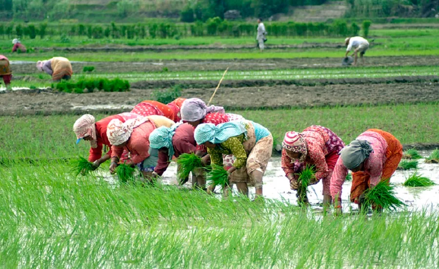 आठ लाख १६ हजार ४०५ हेक्टरमा रोपाइँ सम्पन्न