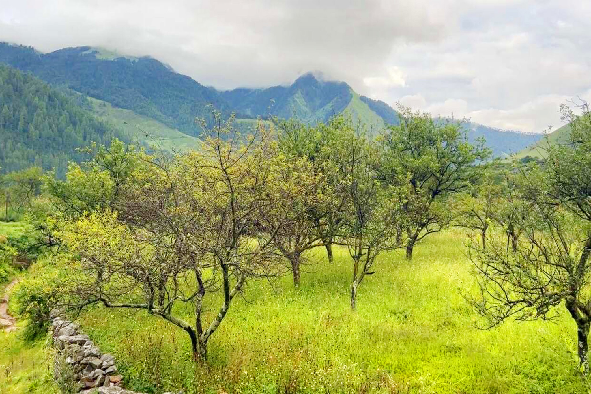 ढोरपाटन र निसेलढोरमा स्याउ नफल्दा किसान चिन्तित