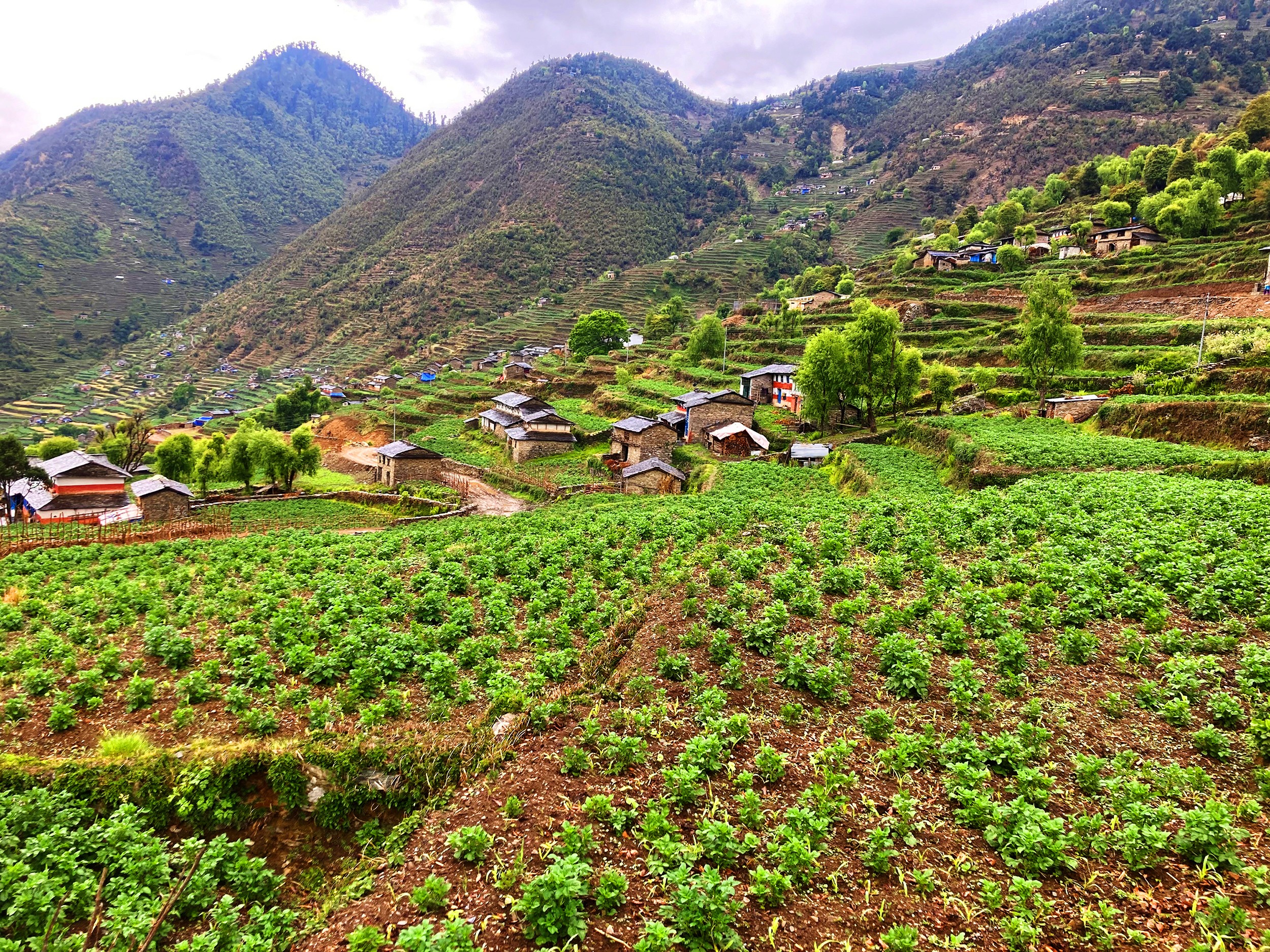 बागलुङमा खायन आलुखेतीको क्षेत्र विस्तार