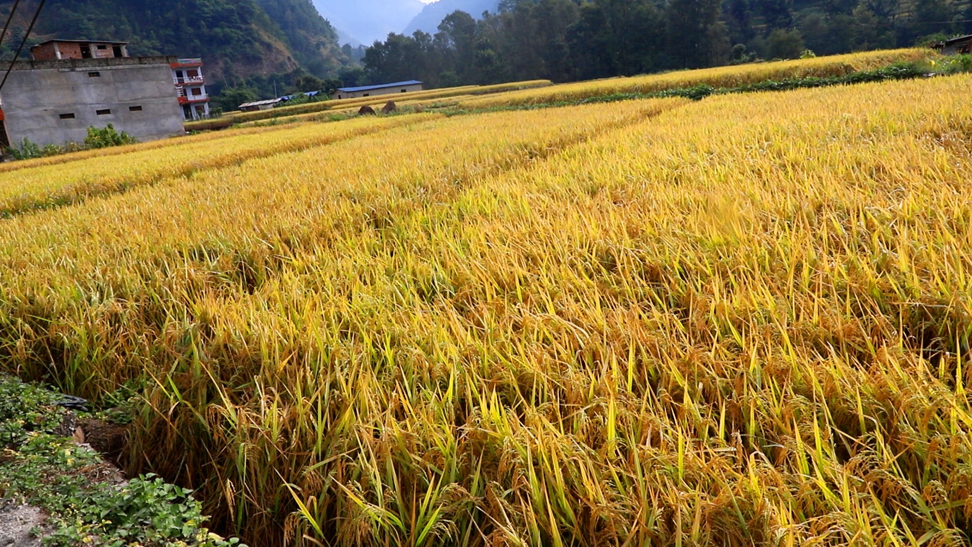 बागलुङमा धान उत्पादनमा बढ्यो