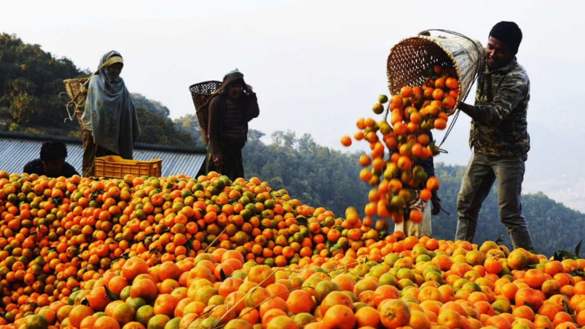 मुग्लिनमा आजदेखि सुन्तला महोत्सव