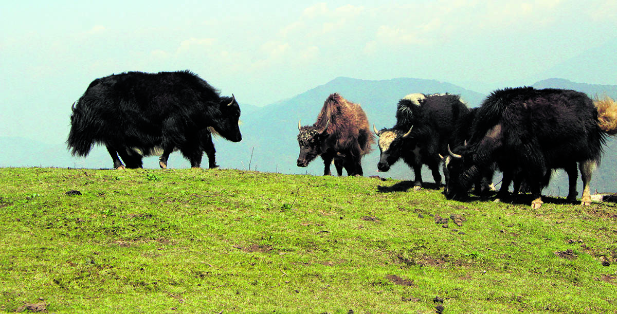 परम्परागत पेसालाई आधुनिकीकरण गर्दै चौंरी पर्यटक तान्ने माध्यम