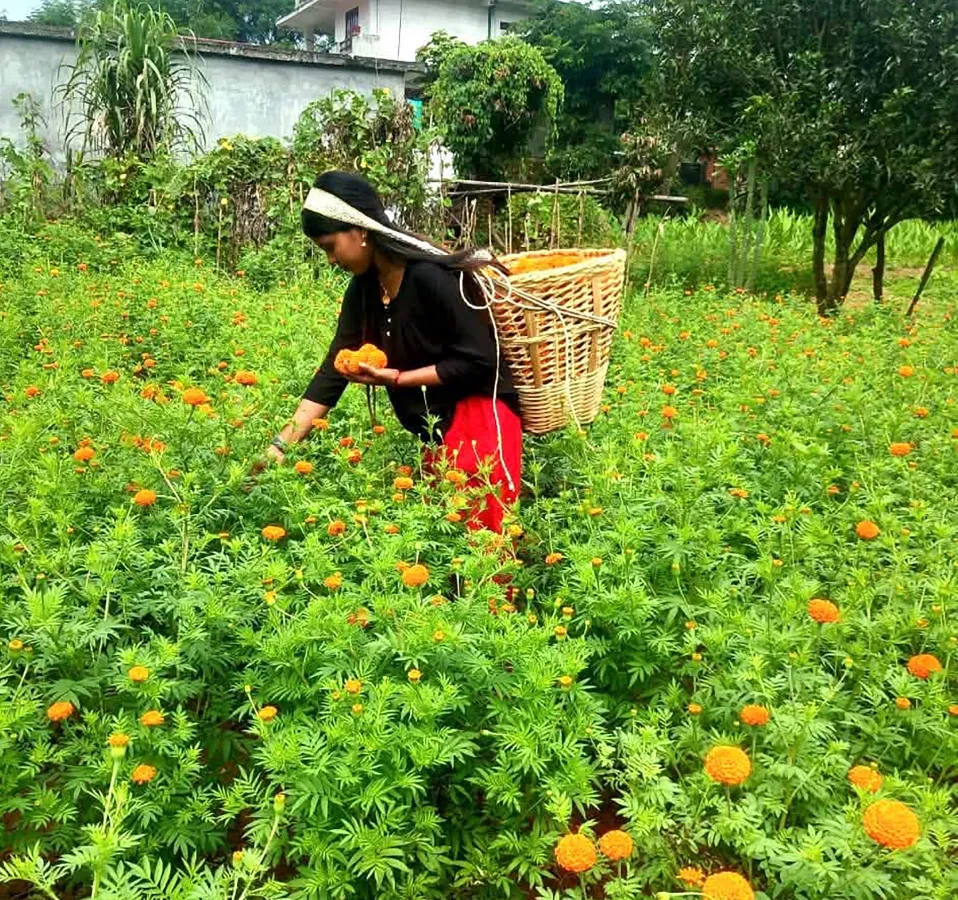 आँबुखैरेनीमा ४५ रोपनीमा सयपत्री फूलखेती