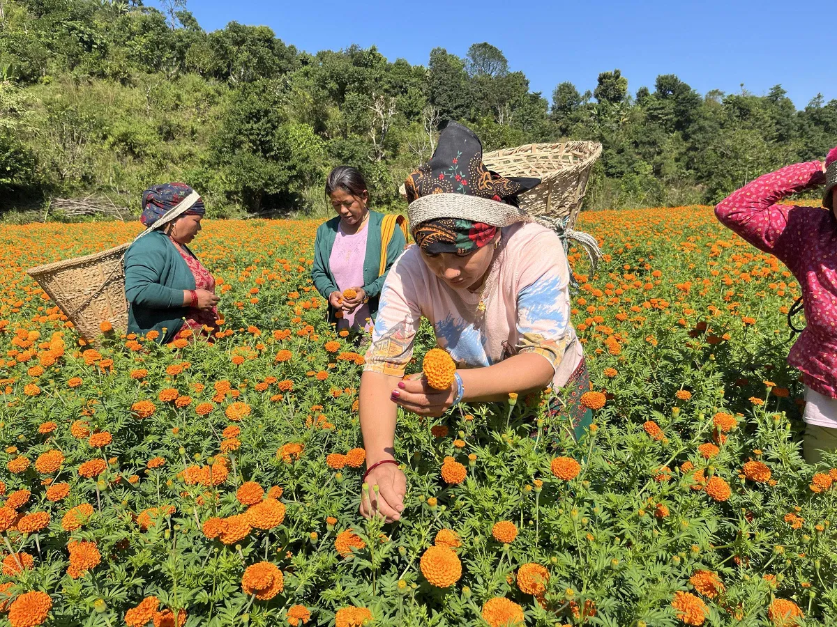 तिहारमा करिब ५२ लाख माला खपत हुने अनुमान